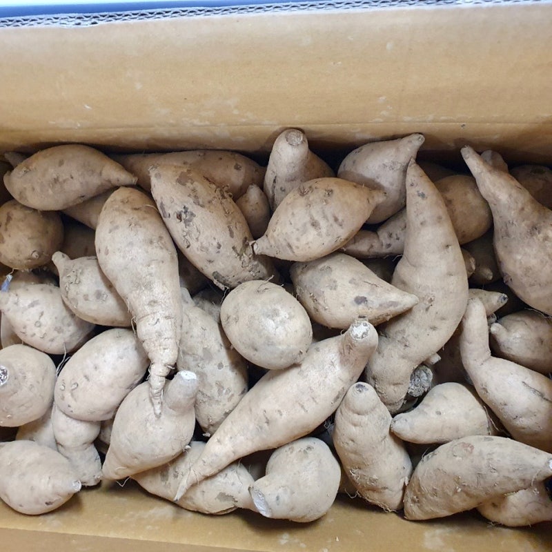 백령도 백색고구마 (소) 10kg , 23년도 햇고구마