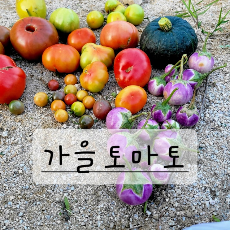  가을토마토 첫 수확