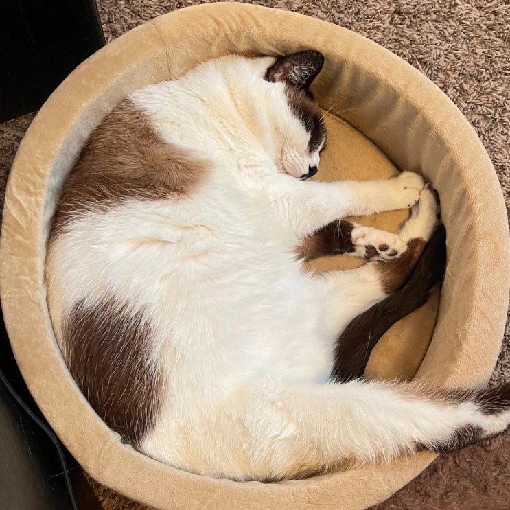  고양이 츄르 성분, 츄르 1주일에 몇번 줘야 할까?