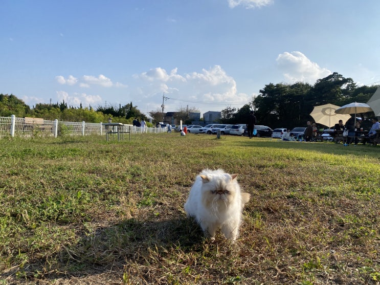  투썸플레이스 보통리점 고양이 산책