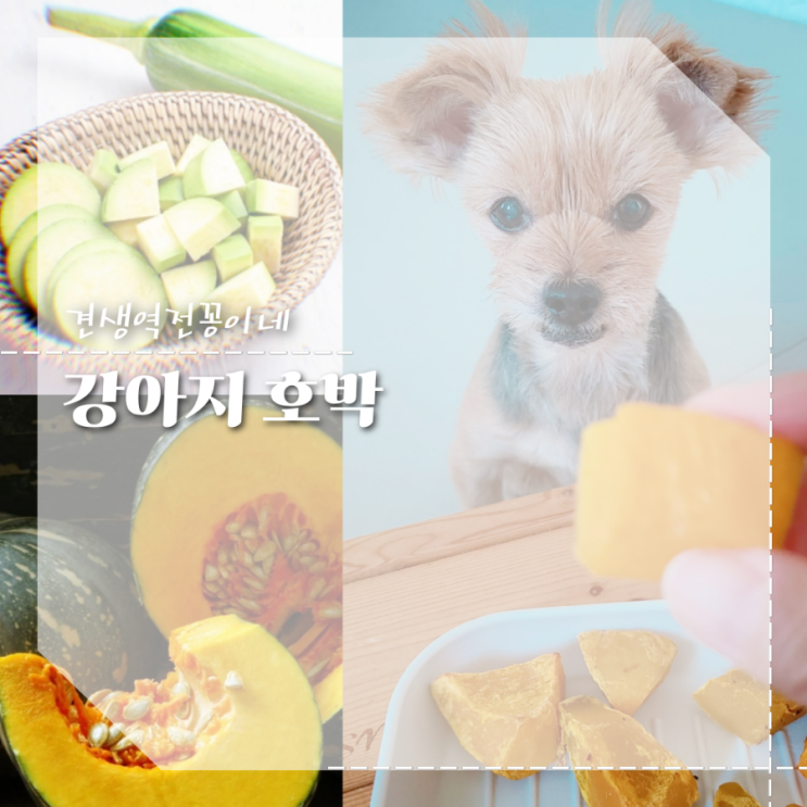  강아지호박채소 단호박 애호박 급여방법 , 생호박은 주의