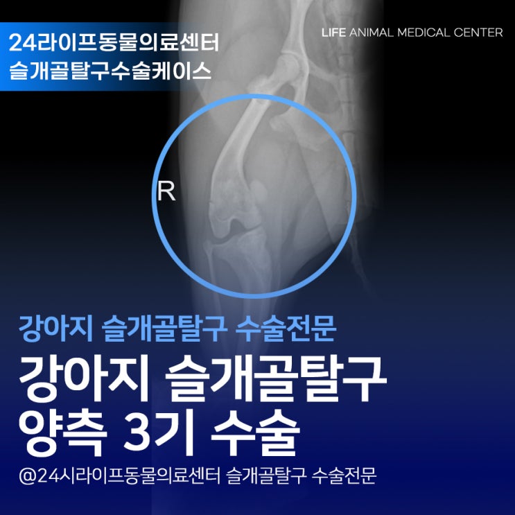 대구강아지슬개골탈구수술 비숑 양측 슬개골수술했어요 대구강아지슬개골탈구수술 비숑 양측 슬개골수술했어요