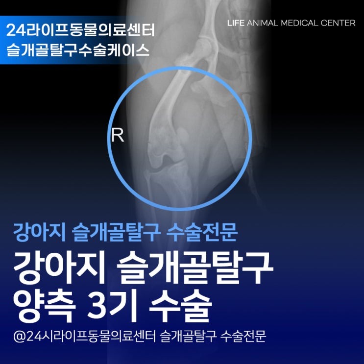 대구강아지슬개골탈구수술 비숑 양측 슬개골수술했어요