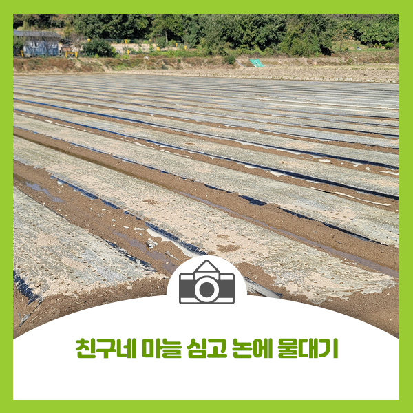  [창녕 마늘] 친구네 마늘 심고 논에 물대기