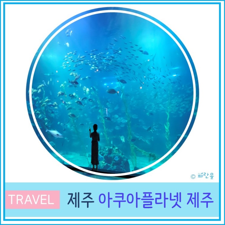  제주 아쿠아플라넷 주차 예매 제주도 아쿠아리움 실내 관광지 아이와 함께 가볼만 한 곳