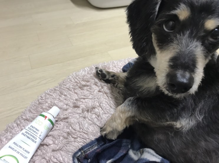  강아지 입냄새 제거 되나 안되나 엔자덴트 치약 3달 사용기