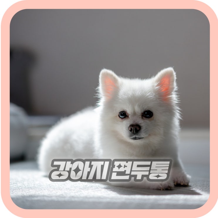  강아지도 두통을 느낄까요?