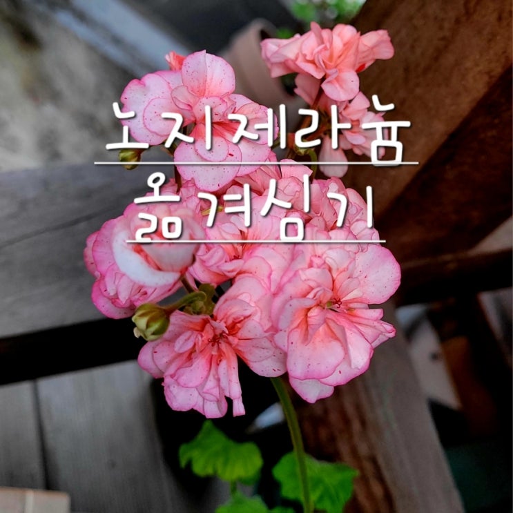  노지 제라늄 집에서 키우기
