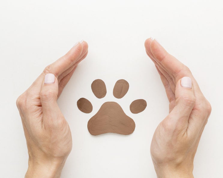  사람도 옮는 고양이 피부병, 링웜의 증상과 치료방법!