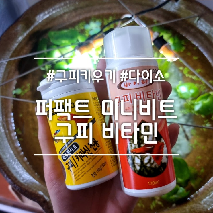 구피 키우기] 퍼팩트 미니비트 & 바이타 구피 비타민 || 다이소 구피 사료