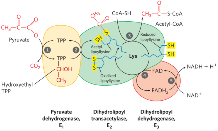  PDH Complex