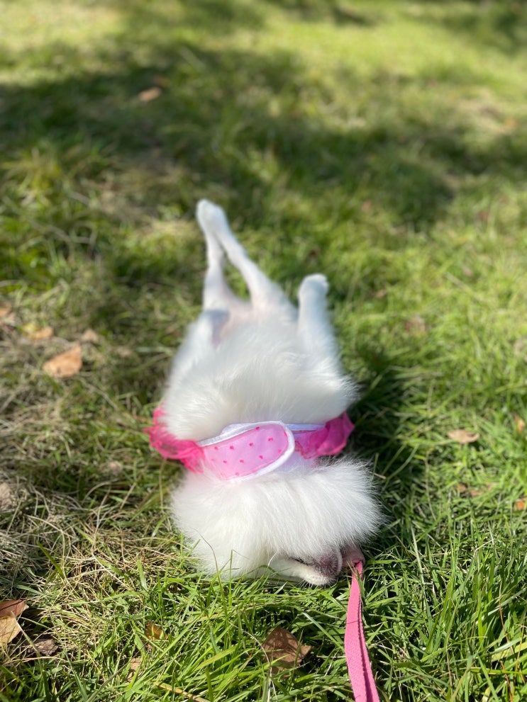  강아지 땅파는행동 왜 하는걸까?