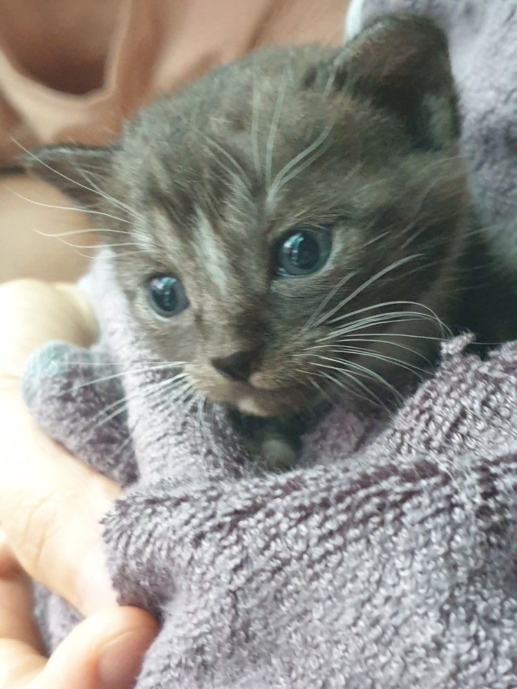  이렇게 귀여운 검은 고양이 보신 분?