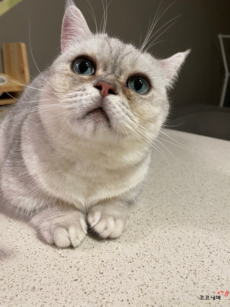  우리집 꼬양이가 변비라면...? / 고양이 유산균 추천