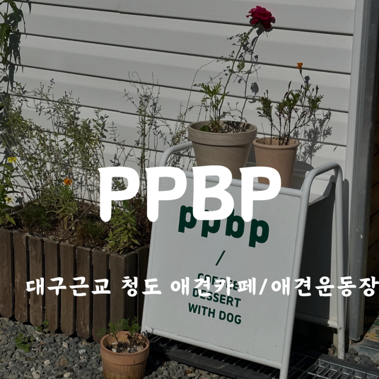  [대구근교 청도 애견동반 카페/애견카페] ppbp