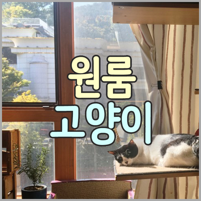  원룸에서 고양이 키우기. 펫테리어(고양이 인테리어) 오피스텔 자취 작은평수 & 좁은집