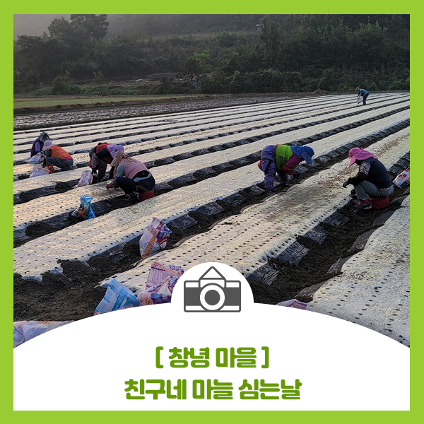  [창녕 마늘] 친구네 마늘 심는날, 다음 논 쟁기 작업