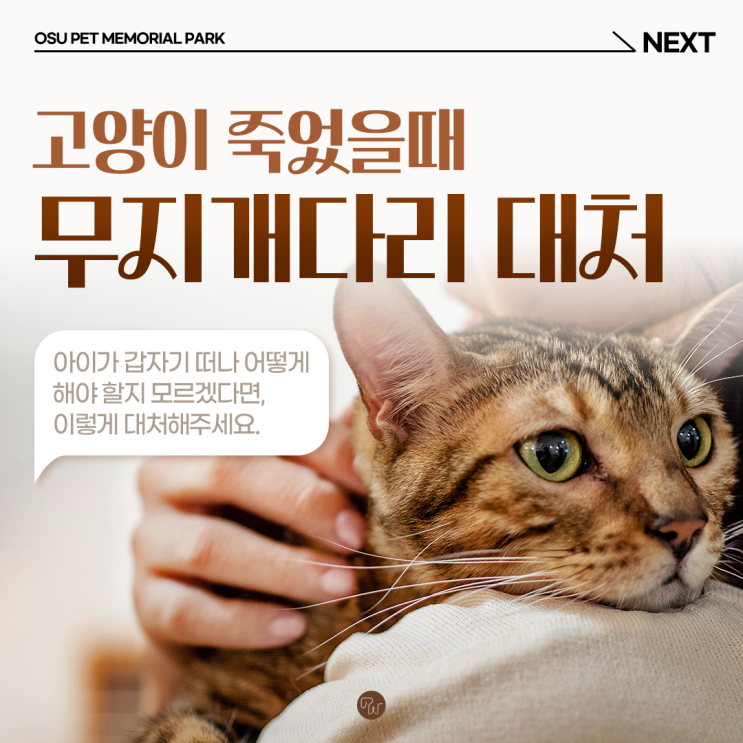 전주반려동물장례식장 고양이 죽었을때 무지개다리 대처법