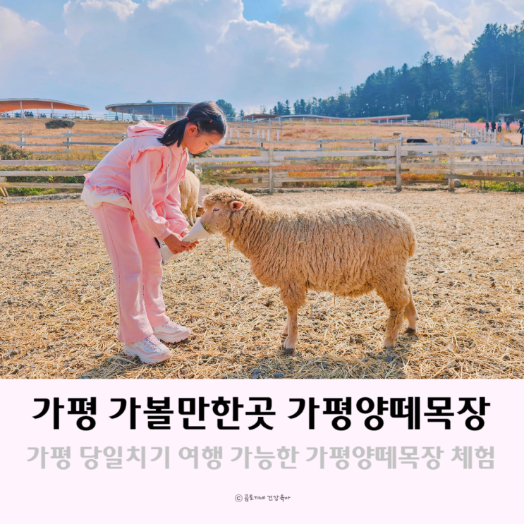 가평 당일치기 갈만한곳 가평양떼목장 놀거리 가득 체험형 동물원 가평 당일치기 갈만한곳 가평양떼목장 놀거리 가득 체험형 동물원