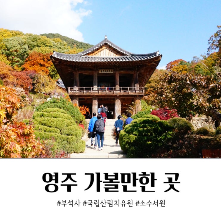  국내 여행지 추천 영주 가볼 만한 곳 단풍 축제 정보