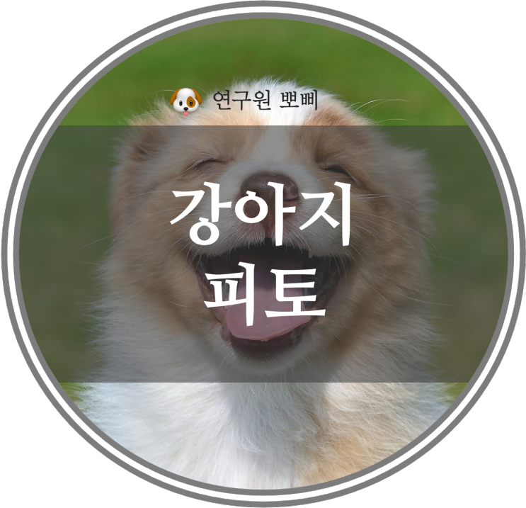 강아지 피토 원인과 대처, 예방법5가지 총정리 - 연구원 뽀삐