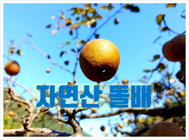 자연산 돌배 효능 야생 산 돌배 판매가격 돌배효소 만들기 돌배즙 돌배엑기스 돌배차 먹는법