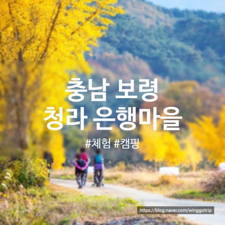  충남 보령 청라은행마을과 정촌유기농원 체험종류 금액, 오토캠핑 정보까지