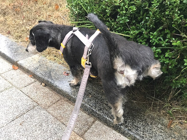  강아지 산책 시간과 노견 산책 횟수는 하루에 몇번