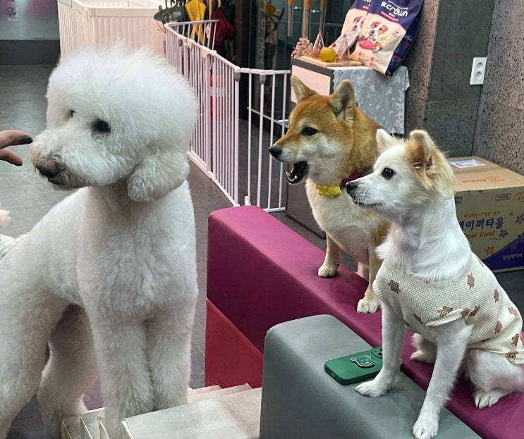  이바우펫 애견미용학원 부천, 강남, 분당, 수원, 부산, 대구 위치, 바우월드 강아지미용 창업반 질문 10가지