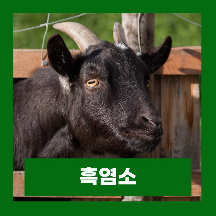  흑염소진액 효능 부작용 흑염소 엑기스 제품 주의사항