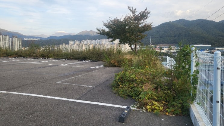  부산 정관 커피회사 주차장 화단 및 주변' 제초대행'후기('울산벌초대행')