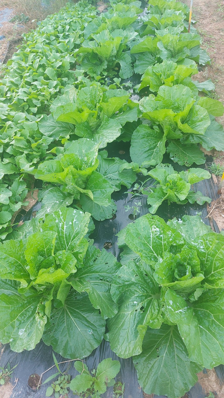  잎에 발생하는 곰팡이 병해를 방제하는 주요 살균제(배추 무 갓 상추 시금치, 고추 등)