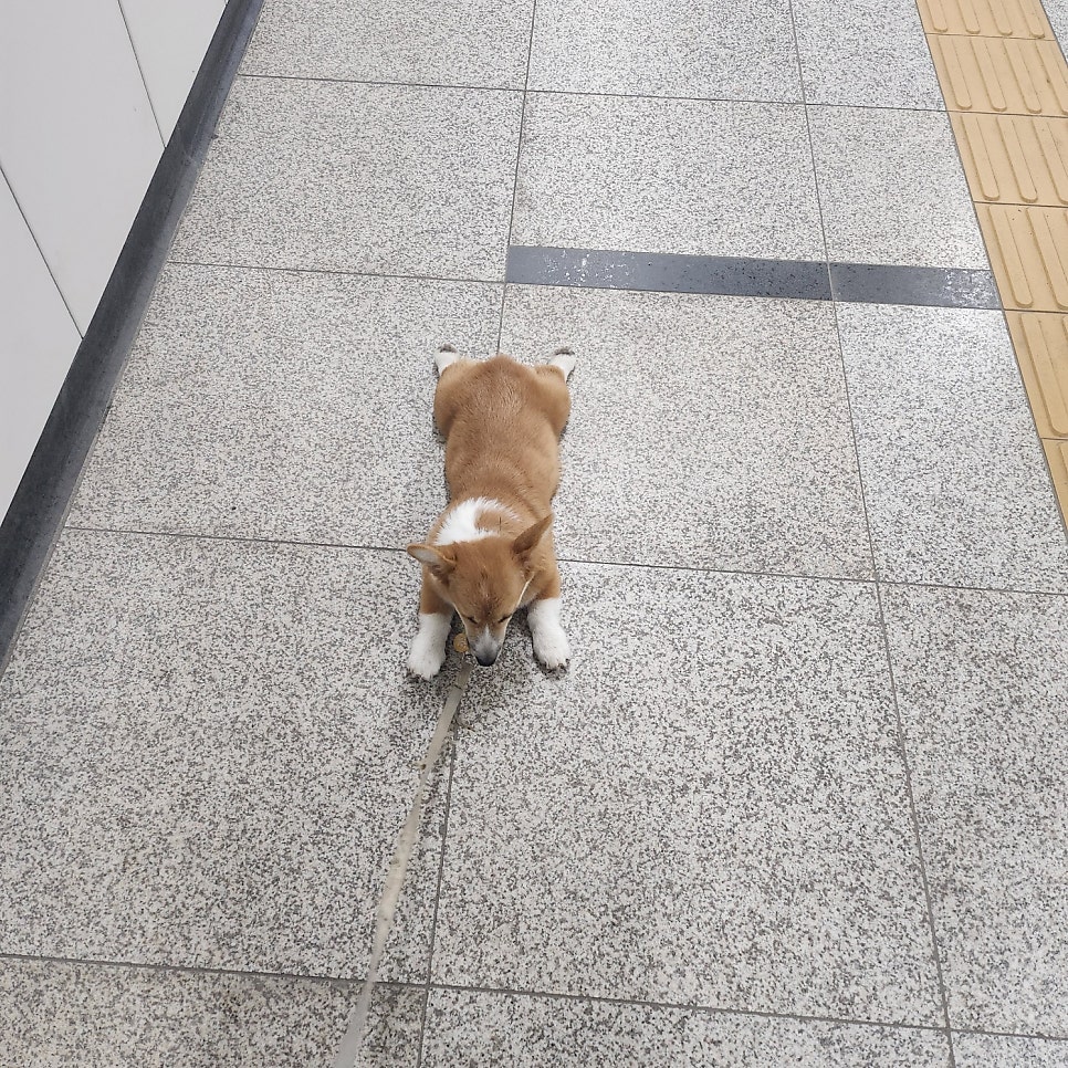 미드미동물병원 사진 1