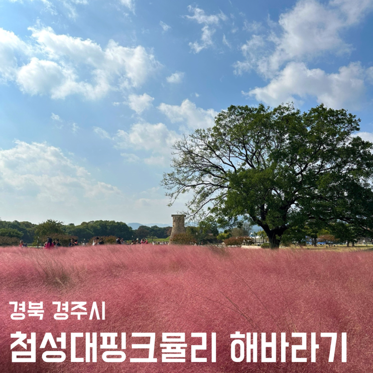 경주 꽃구경 핑크뮬리 해바라기 상세 위치
