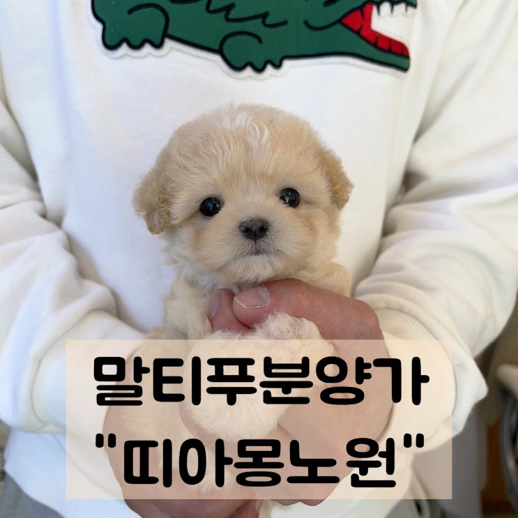  노원강아지분양 준비한 말티푸분양가