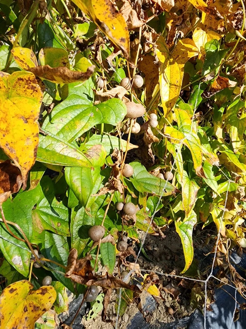 친환경 무농약 마(산마) 씨앗 먹는 법 파는 곳 가격 : 네이버 블로그