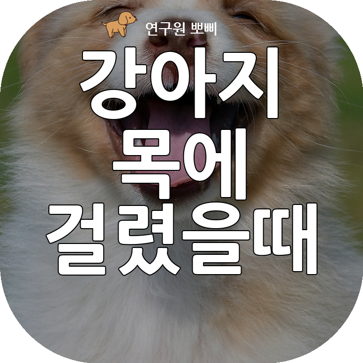  강아지 목에 걸렸을 때 가장 현명한 대처법은 무엇일까?