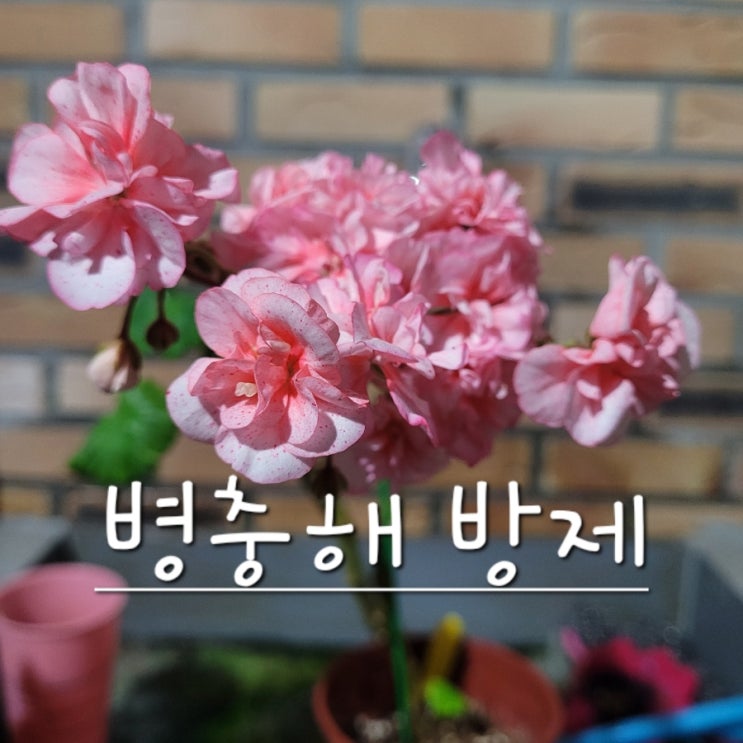 제라늄 병충해 방제