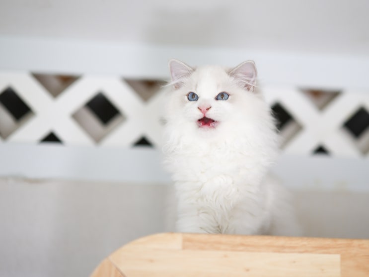  고양이 복막염 증상과 원인, 검사 건식 습식 완치 신약 치료 투여 방법