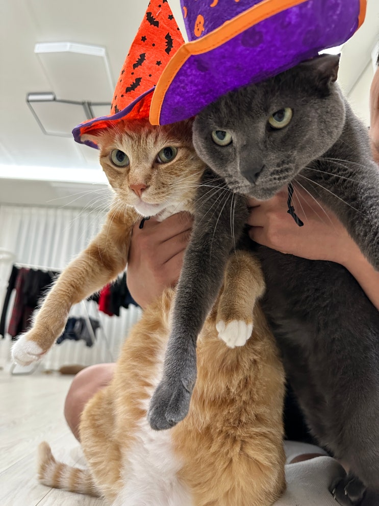 [다이소] 루나와 망고 고양이의 할로윈 펫 코스튬 마녀 모자