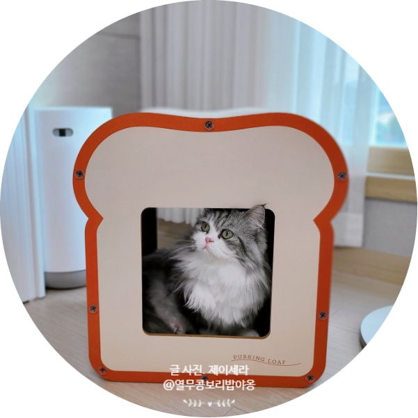 퍼링로프 박스형 브레디 고양이 스크래쳐 하우스 냥이들이 좋아해