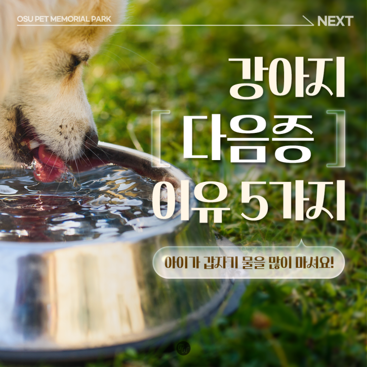  강아지 다음증 이유 5가지 갑자기 강아지가 물을 많이 마셔요