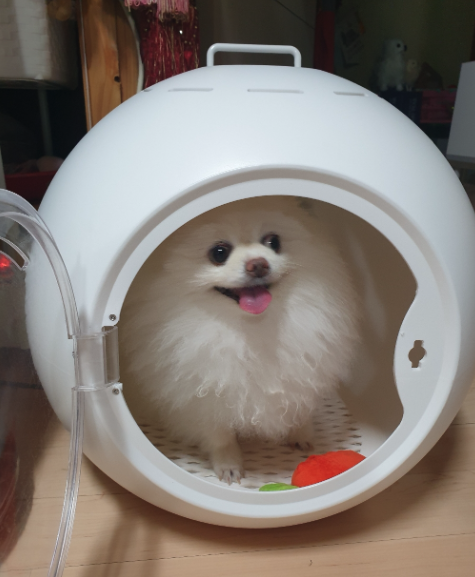 Garrl 반려동물 드라이룸 최저가 사용기 Garrl 반려동물 드라이룸 최저가 사용기