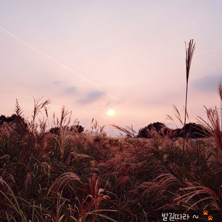  서울) 가을 나들이 '하늘공원 억새 축제' (feat.코스모스)
