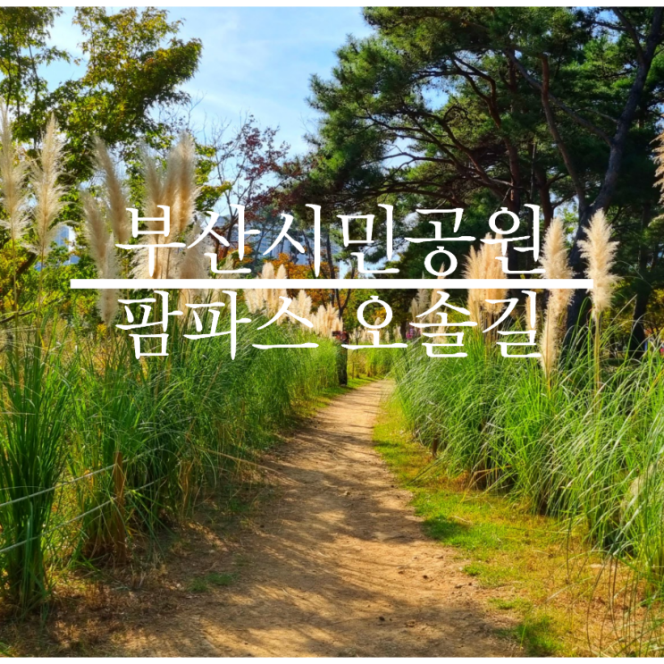  <초읍동/부산 시민공원> 10월 중순 부산 단풍, 팜파스 오솔길 데이트 겸 나들이 추천 장소