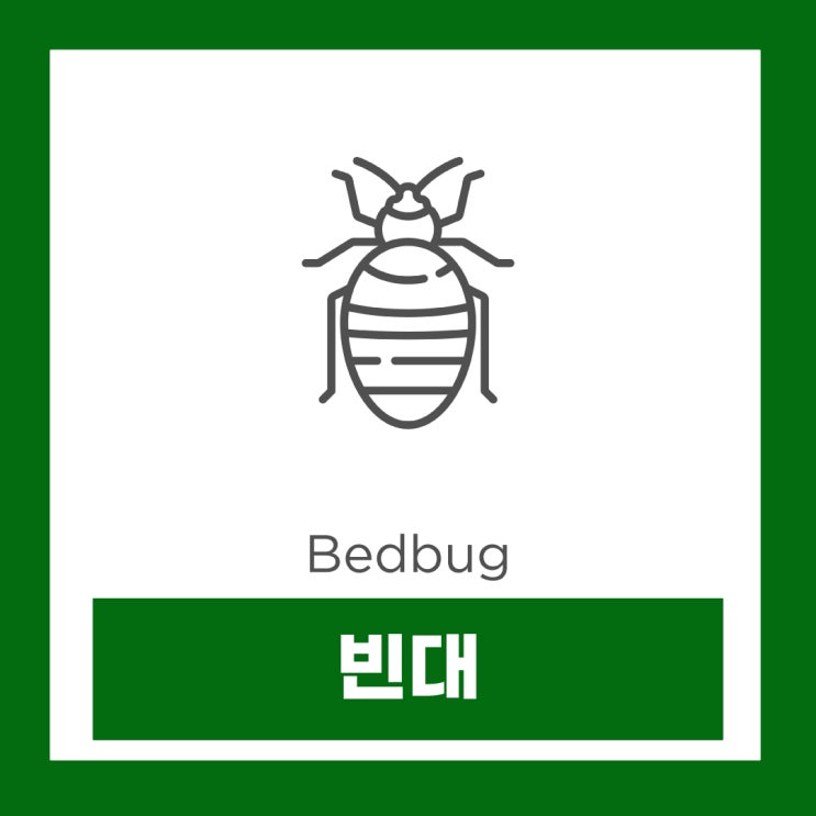 빈대 물린자국 잠복기 증상 대처법 퇴치법 베드버그
