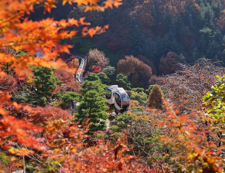  화담숲 단풍시기 화담숲 예약 경기도단풍명소