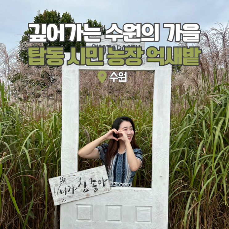  수원 탑동시민농장 데이트 가볼만한곳 억새보러 경기도 가을여행지