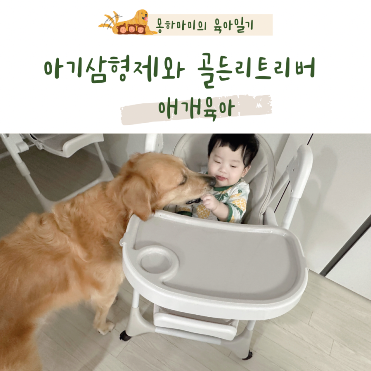  골든리트리버 몽이와 8개월 아기 간식 함께 나눠먹기