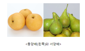 품종부터 효능까지, 알면 배로 맛있는 ‘배(梨)’